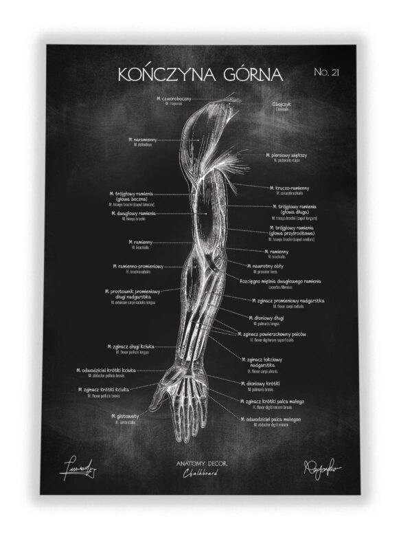 mięśnie człowieka ręka