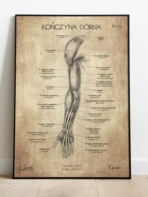 mięśnie człowieka ręka plakat