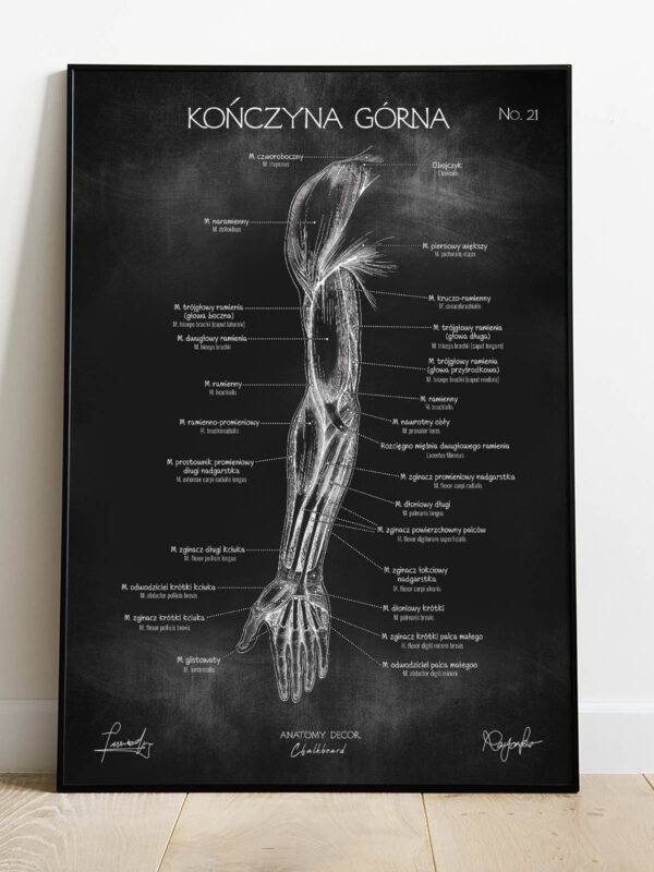 mięśnie człowieka - kończyna górna