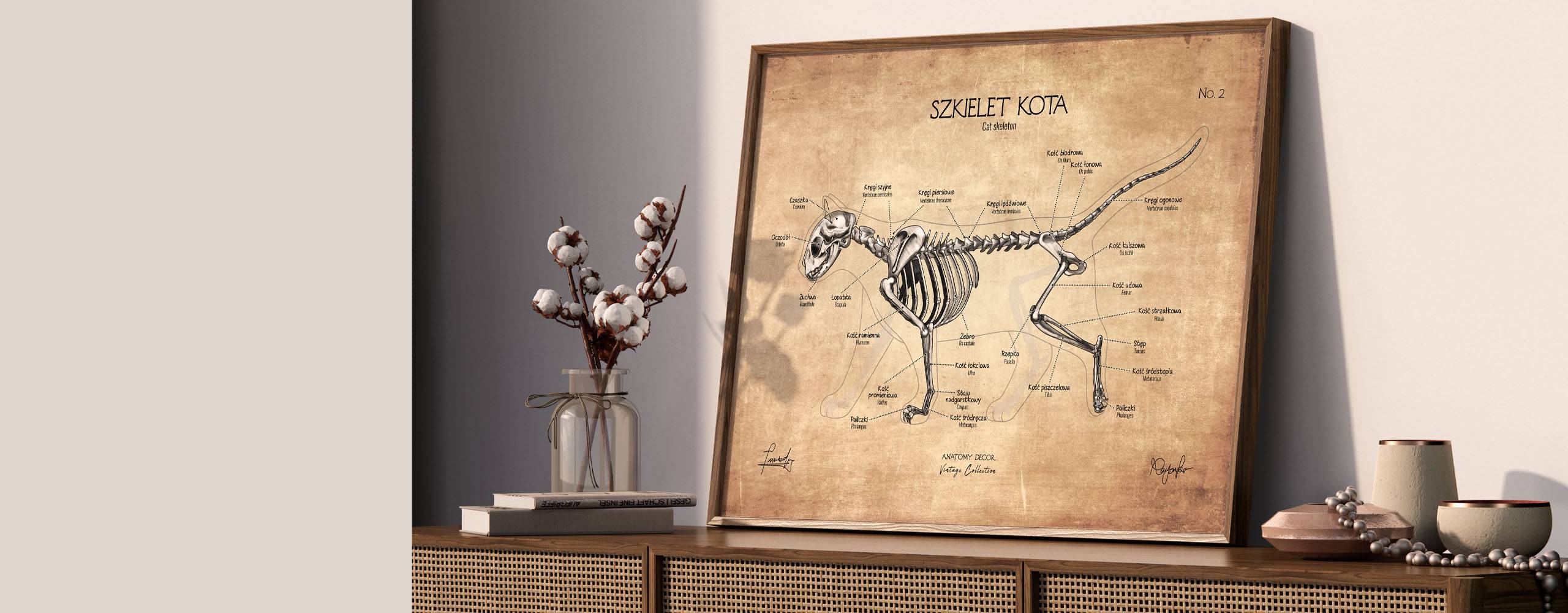 grafiki anatomiczne anatomia zwierzat zwierzeta