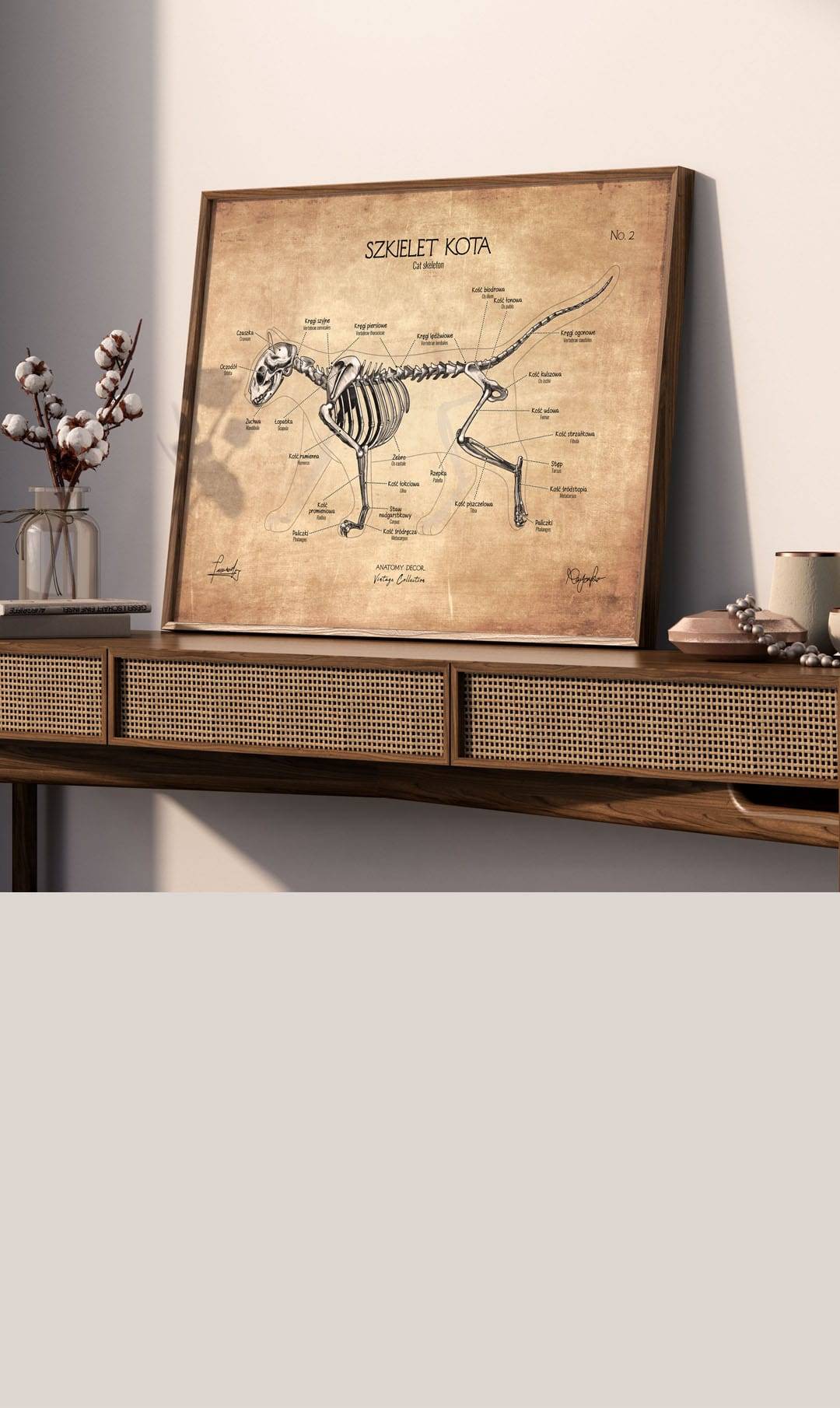 grafiki anatomiczne anatomia zwierzat zwierzeta